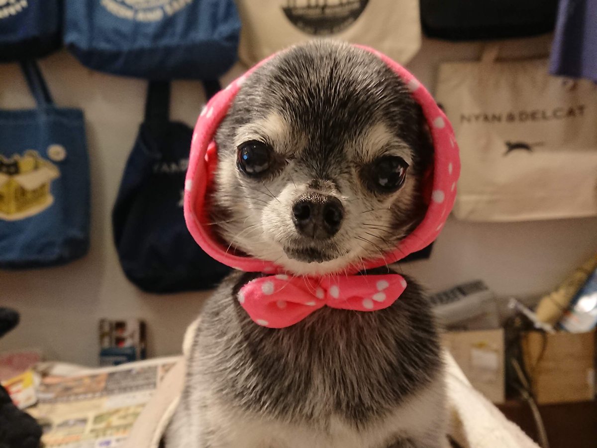 北川万年堂　店長　リン　犬　チワワ